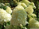 rośliny ogrodowe - Hortensja wiechowata PINKACHU 'Smhppinka'® Hydrangea paniculata /C5