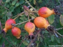 rośliny ozdobne - Róża wielkoowocowa sweginzowii var. MACROCARPA C2/50cm