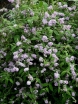 sadzonki - Budleja delavaja Buddleja delavayi C2/30cm