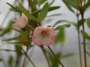 sklep ogrodniczy  Eucryphia lucida PINK CLOUD C2/40-60cm *T63