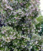 sklep ogrodniczy - Eucryphia lucida PINK CLOUD C2/40-60cm *T63