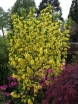 rośliny ogrodowe -  Złotokap kolumnowy SUNSPIRE Laburnum anagyroides C2/40-60cm *11