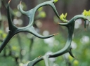 rośliny ozdobne - Poncyria karłowa FLYING DRAGON syn.Pomarańczka trójlistkowa Poncirus trifoliata /P9