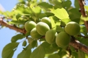 rośliny ogrodowe - Morela japońska OMOI-NO-MAMA Chińska śliwka Prunus mume C5/80-120cm *74T