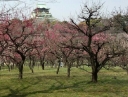 sklep ogrodniczy - Morela japońska OMOI-NO-MAMA Chińska śliwka Prunus mume C5/80-120cm *74T