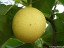 rośliny ogrodowe -  Grusza azjatycka KOSUI Pyrus pyrifolia Nashi C3/100-120cm *T48