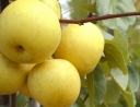 sadzonki -  Grusza azjatycka NIJISSEIKI Pyrus pyrifolia Nashi C3/60-80cm