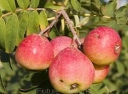 sklep ogrodniczy -  Jarząb domowy SASSENHEIMER RIESEN Sorbus domestica C3/40-60cm