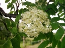 rośliny ogrodowe - Jarząb domowy SASSENHEIMER RIESEN Sorbus domestica C3/40-60cm