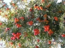 rośliny ozdobne - Jarząb domowy SASSENHEIMER RIESEN Sorbus domestica C3/40-60cm