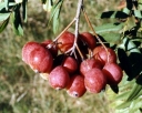 rośliny ozdobne - Jarząb domowy SASSENHEIMER RIESEN Sorbus domestica C3/40-60cm