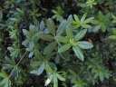 rośliny ozdobne - Acradenia frankliniae C3/80-100cm