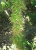 rośliny ogrodowe -  Szparag pnący (okółkowy) ang.Climbing asparagus Asparagus verticillatus /C2