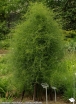 rośliny ozdobne - Szparag pnący (okółkowy) ang.Climbing asparagus Asparagus verticillatus /C2