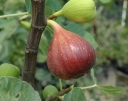 sadzonki - Figowiec właściwy Brown Turkey, Figa (Ficus carica) - drzewko C7,5/100cm *TL