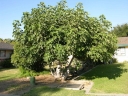 sadzonki - Figowiec właściwy Brown Turkey, Figa (Ficus carica) - drzewko C7,5/100cm *TL