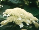 rośliny ogrodowe -  Hortensja krzewiasta White Dome Dardom (Hydrangea arborescens) C5