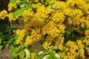 rośliny ogrodowe -  Azara serrata C5/60-80cm *K8