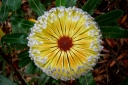 sklep ogrodniczy -  Banksia intergrifolia C3/120cm