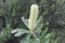 rośliny ozdobne - Banksia intergrifolia C3/120cm