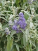 rośliny ozdobne - Budleja szałwiolistna Buddleja salviifolia /C3