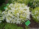 rośliny ozdobne -  Żylistek karłowy AUREA Deutzia gracilis C2/30cm