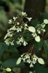 rośliny ozdobne -  Emmenopterys henryi C5/80-100cm *K6