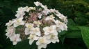 sadzonki -  Hortensja otulona YORAKU TAMA Hydrangea involucrata C3/30cm