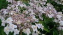 sadzonki - Hortensja otulona YORAKU TAMA Hydrangea involucrata C3/30cm