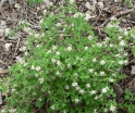 sklep ogrodniczy - Jamesia americana C3/50cm *T10