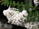 rośliny ogrodowe -  Lagerstroemia faurieri FANTASY C3/50-70cm