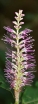sadzonki - Leucosceptrum stellipilum OCTOBER MOON /C2(C5) *T2