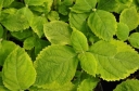 sklep ogrodniczy - Leucosceptrum stellipilum OCTOBER MOON /C2(C5) *T2