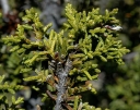 sadzonki - Pełzająca sosna truskawkowa Microcachrys tetragona /P15 *T66
