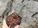 sklep ogrodniczy - Pełzająca sosna truskawkowa Microcachrys tetragona /P15 *T66