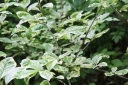 sklep ogrodniczy -  Oriksa japońska VARIEGATA Orixa japonica C5/60-80cm