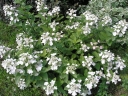 sadzonki - Hortensja bukietowa Dart's Little Dot Darlido (Hydrangea paniculata Dart's Little Dot Darl