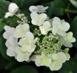 rośliny ogrodowe - Hortensja bukietowa Dart's Little Dot Darlido (Hydrangea paniculata Dart's Little Dot Darl