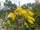 sadzonki -  ﻿Sophora microphylla SUN KING® 'Hilsop' C3/60-80cm *T61