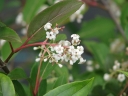sklep ogrodniczy -  Viburnum erubescens Kalina C5/120cm *TS