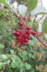 sklep ogrodniczy - Viburnum erubescens Kalina C5/120cm *TS