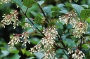 sklep ogrodniczy - Viburnum erubescens Kalina C5/120cm *TS