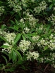 rośliny ogrodowe -  Kalina Henryego Viburnum henryi C3/30cm