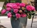 rośliny ozdobne -  Hortensja ogrodowa SUMMER LOVE® Endless Summer Hydrangea macrophylla /C5 *K12