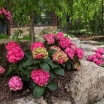 rośliny ogrodowe - Hortensja ogrodowa SUMMER LOVE® Endless Summer Hydrangea macrophylla /C5 *T69-70
