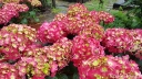 rośliny ogrodowe - Hortensja ogrodowa SUMMER LOVE® Endless Summer Hydrangea macrophylla /C5 *K12