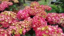 sadzonki - Hortensja ogrodowa SUMMER LOVE® Endless Summer Hydrangea macrophylla /C5 *T69-70