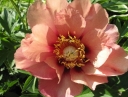 rośliny ogrodowe -  Piwonia ITOH OLD ROSE DANDY Paeonia /C5