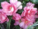 sklep ogrodniczy - Piwonia ITOH PINK DOUBLE DANDY 'Keiko' Paeonia /C4-C5 *6-O