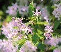 sklep ogrodniczy -  Trachelospermum jasminoides PINK SHOWERS® Jaśmin C2/30-40cm *9